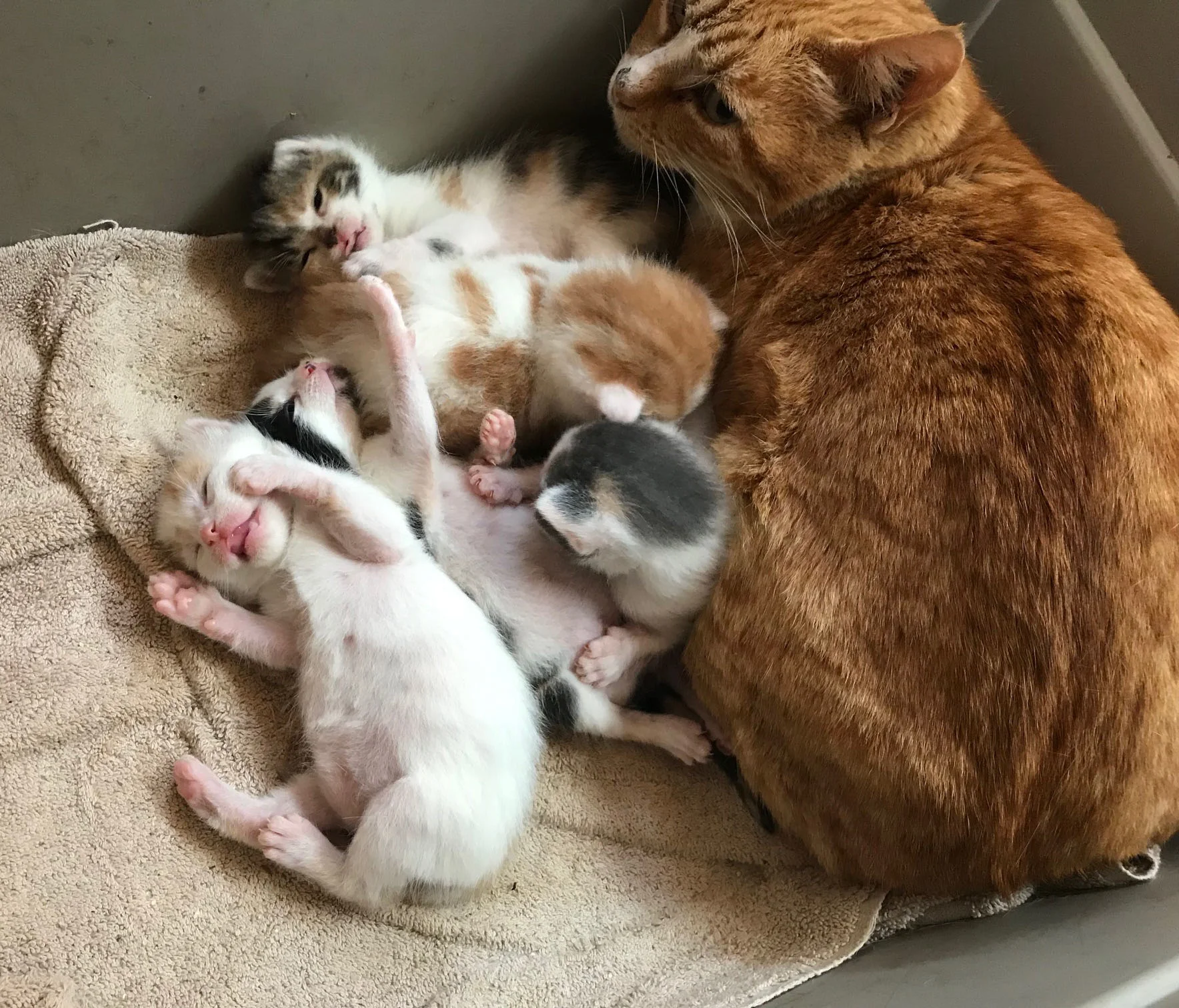 Fostering feral hot sale mom and kittens
